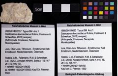 Foto (Objket + Etiketten) von Gastrosacus levocardiacus (Robins, Feldmann & Schweitzer, 2013) 